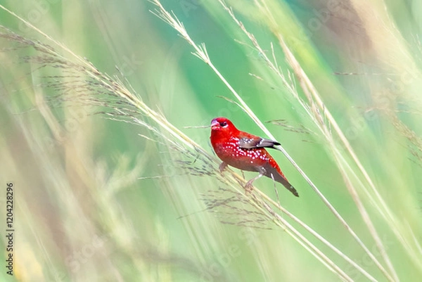 Obraz Munia on branch