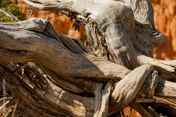 Obraz Twisted Tree Braches