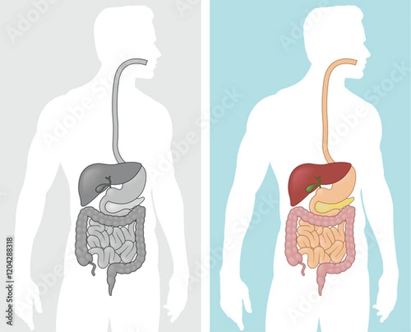 Obraz A vector graphic illustration of the human digestive system. 