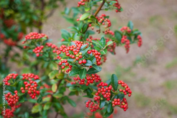 Obraz 가을의 나무에 열린 빨간 열매