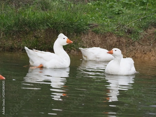 Fototapeta Domestic white geese flock swimming on a small pond at rural farm. Traditional poultry farming scene with waterfowl on natural water surface surrounded by green grass