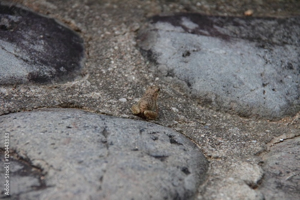 Fototapeta カエル01