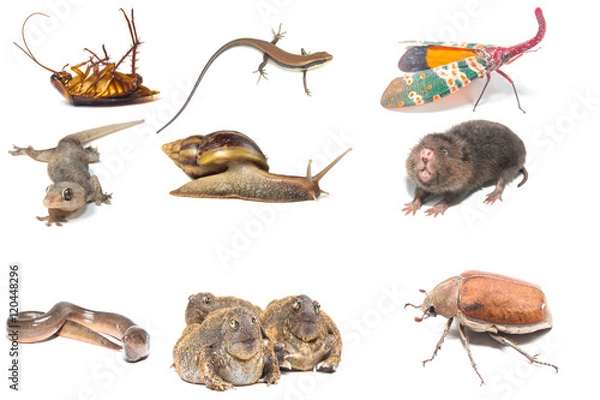 Obraz Collection of Animals isolate on white
