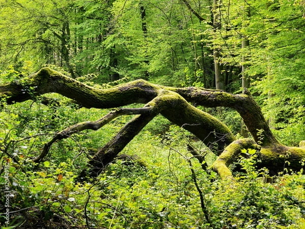 Obraz Vermodernder Eichenstamm, Umgestürzte Eiche