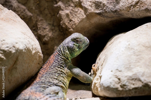 Fototapeta Omani spiny tailed Lizard