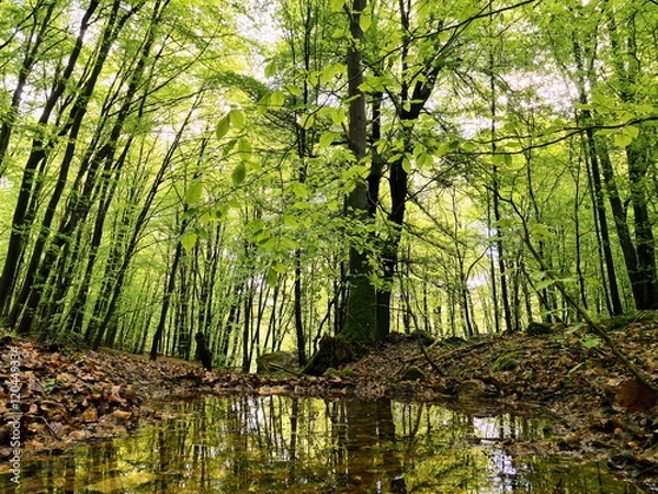 Obraz Laubwald spiegelt sich in Tümpel