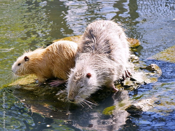 Obraz Nutria, schwimmend im Teich