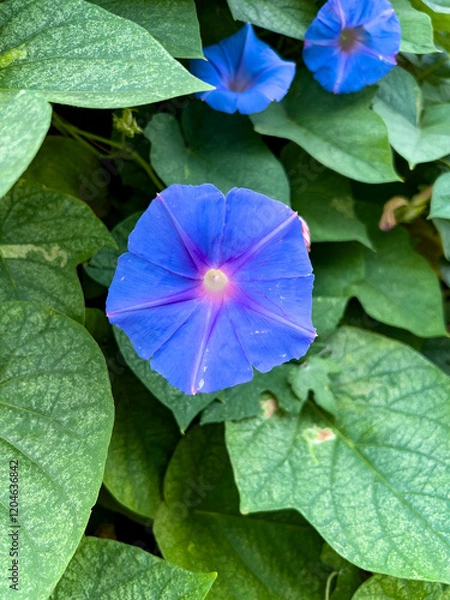 Obraz green leaf with water drops