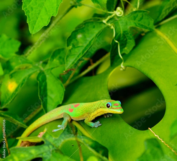 Obraz Hawaiian  Gecoko Playing Peekaboo