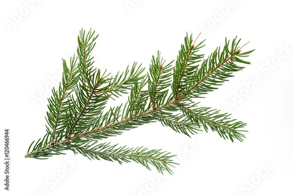 Obraz Tannenzweig Isoliert