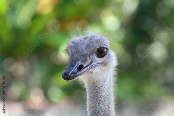 Obraz Ostrich close-up in Santo Domingo Zoo