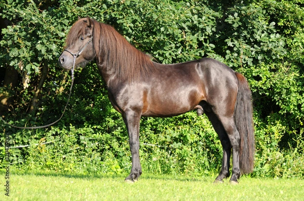 Obraz Islandpferdehengst