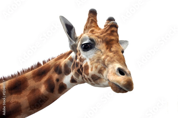 Fototapeta Giraffe looking into the camera