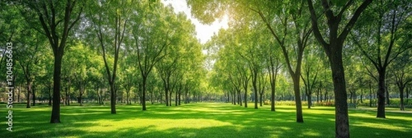 Fototapeta Beautiful green tree with sunlight background