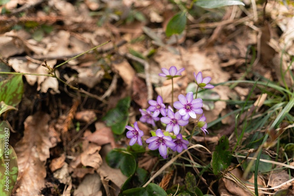 Obraz 野山に咲く春を彩る雪割草の花