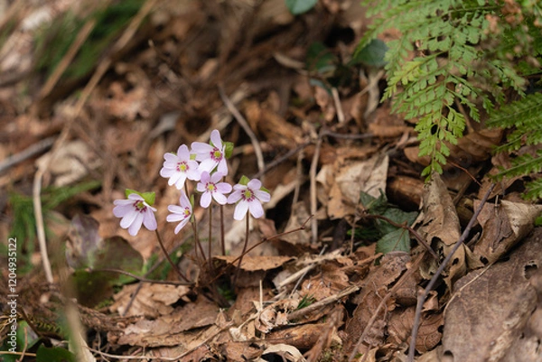 Obraz 野山に咲く春を彩る雪割草の花