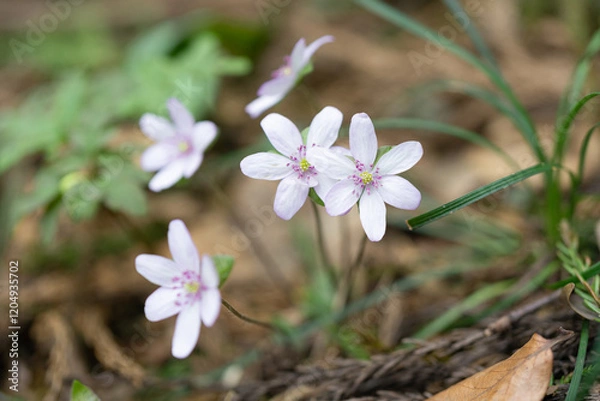 Obraz ２輪の雪割草をマクロレンズでクローズアップ撮影