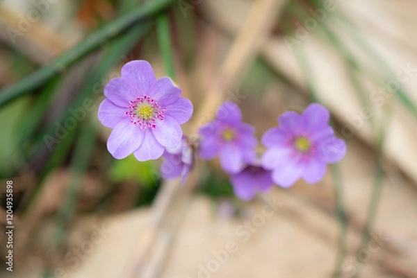 Obraz 雪割草をマクロレンズでクローズアップ撮影