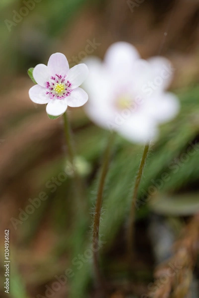 Obraz 手前の花をぼかして撮影した雪割草