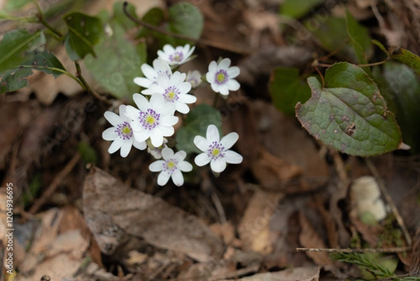 Obraz 野山に咲く春を彩る雪割草の花