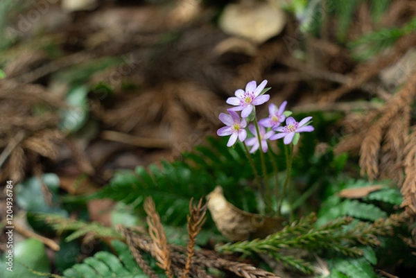 Obraz 野山に咲く春を彩る雪割草の花