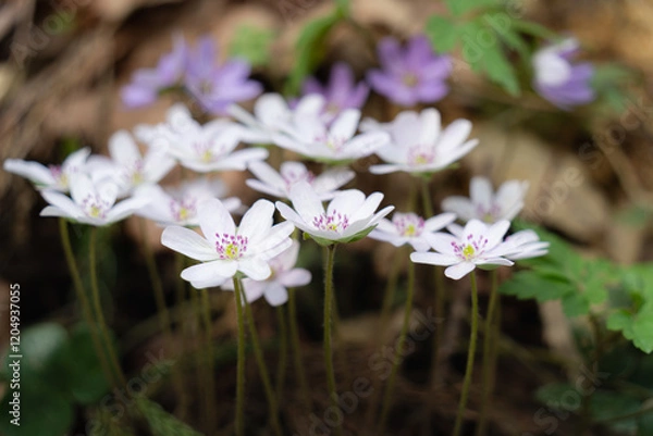 Obraz 野山に咲く春を彩る雪割草の花