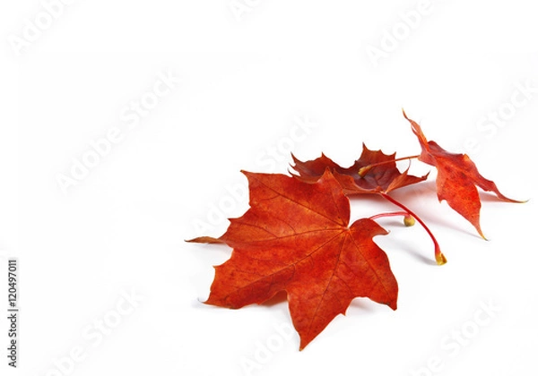 Obraz Maple leaves