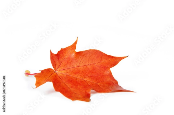 Obraz Maple leaf