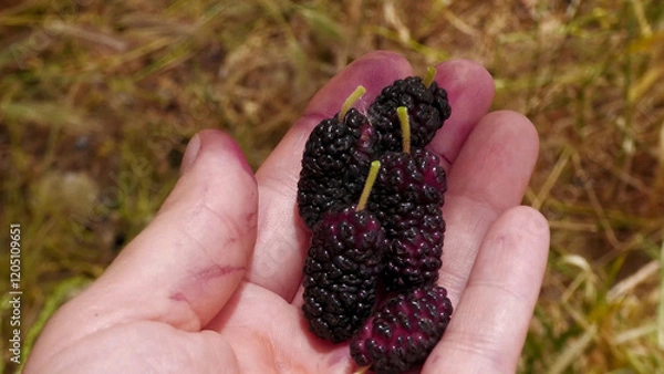 Obraz Summer berry. Ripe black mulberries in palm.