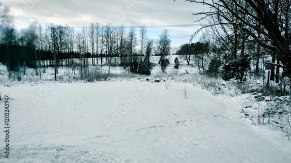 Obraz Winter landscape - frosty trees in winter forest in cold weather. Calm winter forest nature under snowfall in cloudy day

