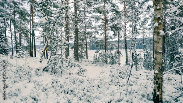 Obraz Winter landscape - frosty trees in winter forest in cold weather. Calm winter forest nature under snowfall in cloudy day

