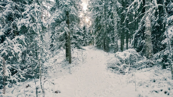 Obraz Winter landscape - frosty trees in winter forest in cold weather. Calm winter forest nature under snowfall in cloudy day

