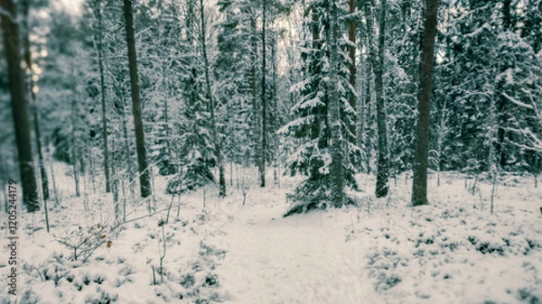 Obraz Winter landscape - frosty trees in winter forest in cold weather. Calm winter forest nature under snowfall in cloudy day

