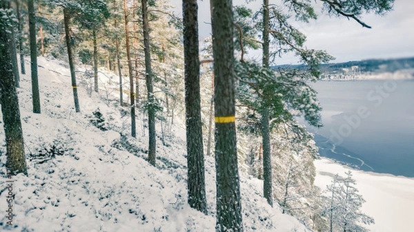 Obraz Winter landscape - frosty trees in winter forest in cold weather. Calm winter forest nature under snowfall in cloudy day

