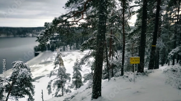 Obraz Winter landscape - frosty trees in winter forest in cold weather. Calm winter forest nature under snowfall in cloudy day


