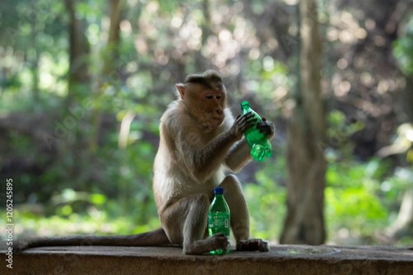 Fototapeta Bonnet macaque or Monkey drinking soft drink in a forest