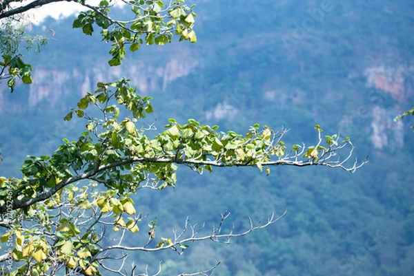 Obraz Tree branch with mountain range behind