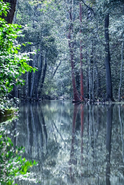 Fototapeta Forest with running water stream