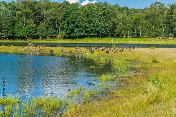 Obraz water ponds in the forest with geese and forest bakcground