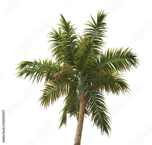 Fototapeta Tropical palm tree isolated on transparent background. single tall Barbel palm tree PNG with a slender, textured trunk and feathery green fronds. acanthophoenix rubra tree. palm tree leaves PNG.