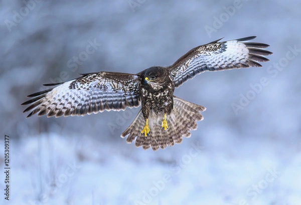 Obraz Myszołów zwyczajny (Buteo buteo)