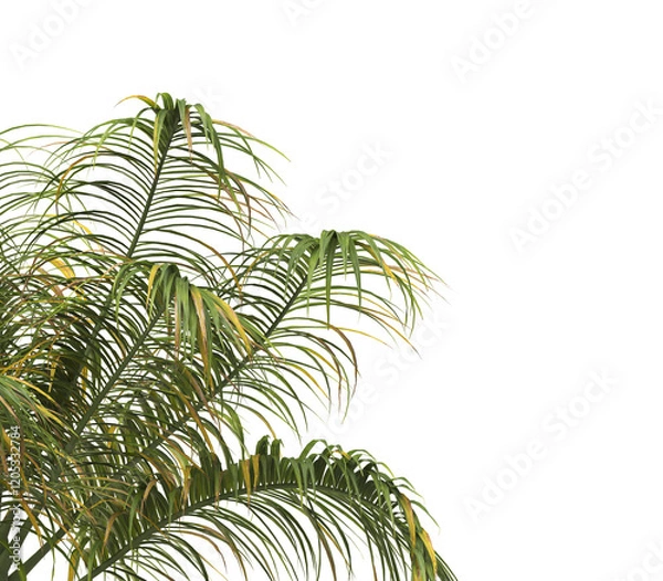 Fototapeta Tropical palm tree leaves isolated on transparent background. palm tree Leaves PNG. Barbel palm tree with a slender and feathery green fronds PNG. transparent palm tree PNG. Acanthophoenix rubra Plant