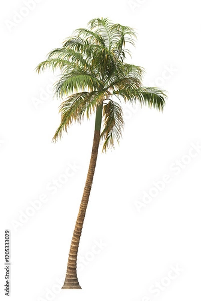 Fototapeta Tropical palm tree isolated on transparent background. single tall Barbel palm tree PNG with a slender, textured trunk and feathery green fronds. acanthophoenix rubra tree. palm tree leaves PNG.