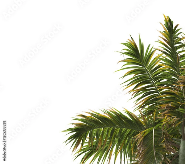 Fototapeta Tropical palm tree leaves isolated on transparent background. palm tree Leaves PNG. Barbel palm tree with a slender and feathery green fronds PNG. transparent palm tree PNG. Acanthophoenix rubra Plant
