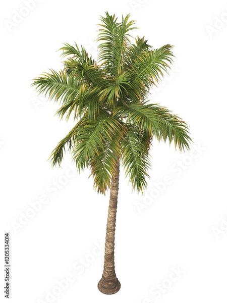 Fototapeta Tropical palm tree isolated on transparent background. single tall Barbel palm tree PNG with a slender, textured trunk and feathery green fronds. acanthophoenix rubra tree. palm tree leaves PNG.