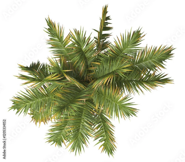 Fototapeta Top view of Tropical palm tree isolated on transparent background. single tall Barbel palm tree with a slender and feathery green fronds. acanthophoenix rubra tree. palm tree leaves PNG. palm tree PNG