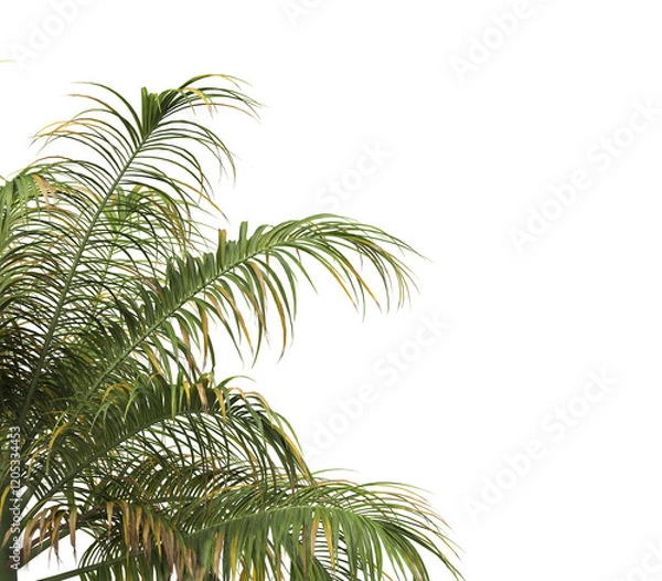 Fototapeta Tropical palm tree leaves isolated on transparent background. palm tree Leaves PNG. Barbel palm tree with a slender and feathery green fronds PNG. transparent palm tree PNG. Acanthophoenix rubra Plant