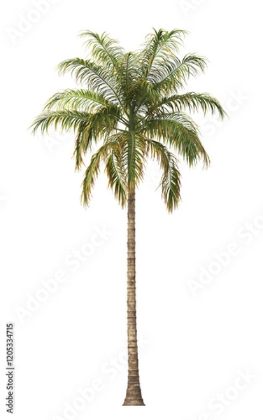 Fototapeta Tropical palm tree isolated on transparent background. single tall Barbel palm tree PNG with a slender, textured trunk and feathery green fronds. acanthophoenix rubra tree. palm tree leaves PNG.