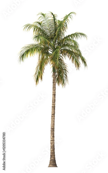 Fototapeta Tropical palm tree isolated on transparent background. single tall Barbel palm tree PNG with a slender, textured trunk and feathery green fronds. acanthophoenix rubra tree. palm tree leaves PNG.