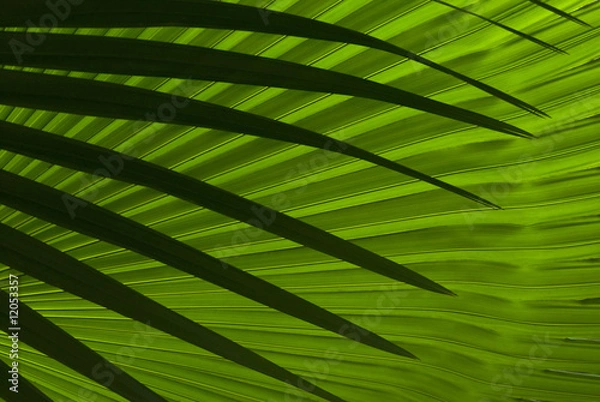 Fototapeta Abstract palm leafs